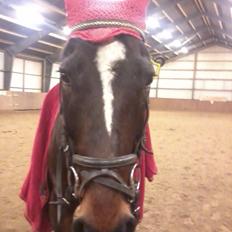 Anden særlig race Bella