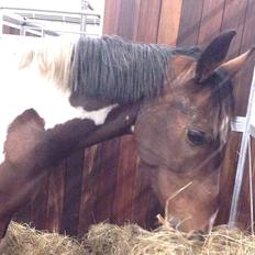 Pinto My Gucci - SOLGT