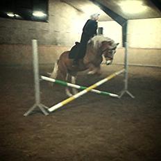 Haflinger missy <3