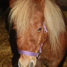 Shetlænder Lille Stjerne