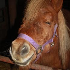 Shetlænder Lille Stjerne