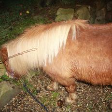 Shetlænder Lille Stjerne