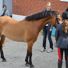 Anden særlig race Armani