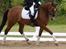 New Forest Romeo´s Hotline