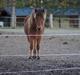 Islænder Ballerina fra Team Horse