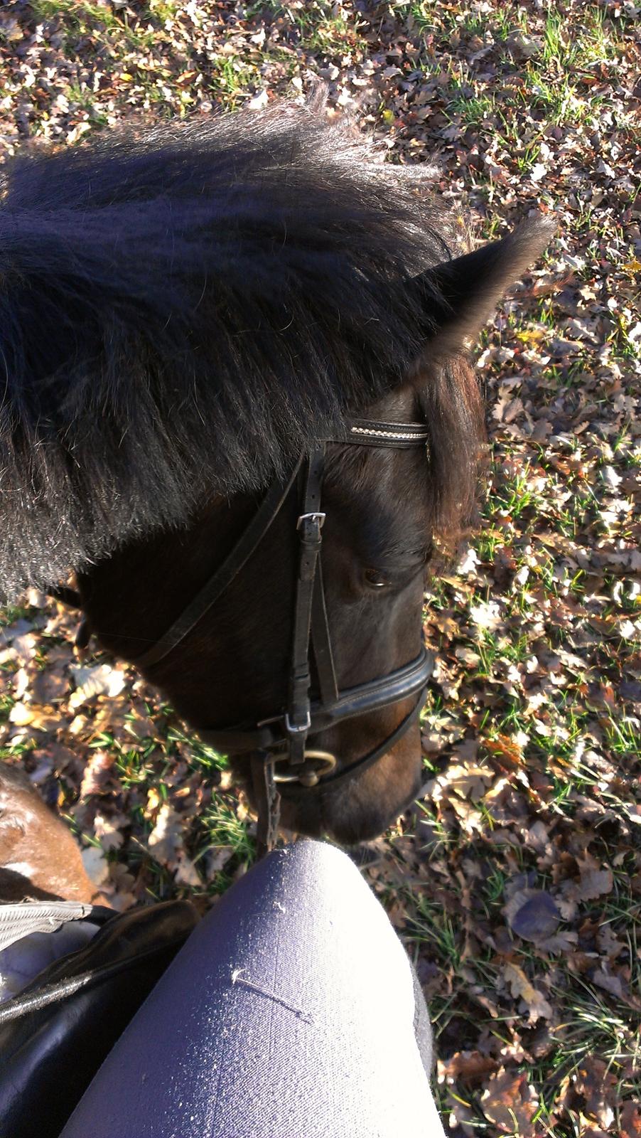 New Forest Krondalens Corfu - Efterår 2013 billede 3