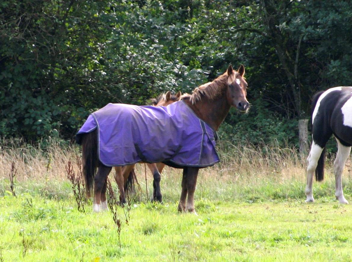 New Forest Freja billede 7