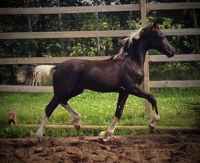 Barockpinto Freikje Fan Stald Barok 1. pr. CHAMPION 2013 billede 11