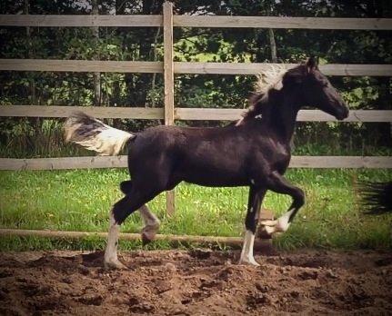Barockpinto Freikje Fan Stald Barok 1. pr. CHAMPION 2013 billede 10