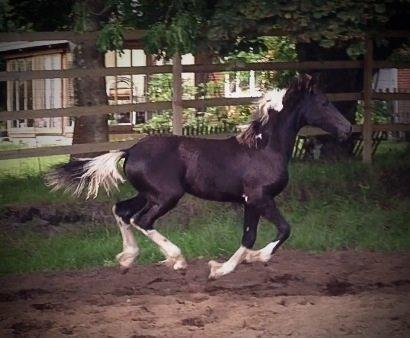 Barockpinto Freikje Fan Stald Barok 1. pr. CHAMPION 2013 billede 12