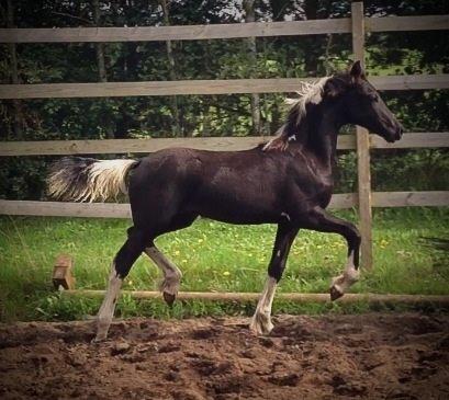 Barockpinto Freikje Fan Stald Barok 1. pr. CHAMPION 2013 billede 14
