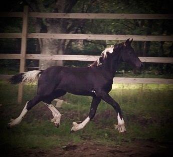 Barockpinto Freikje Fan Stald Barok 1. pr. CHAMPION 2013 billede 15