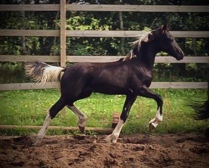 Barockpinto Freikje Fan Stald Barok 1. pr. CHAMPION 2013 billede 17
