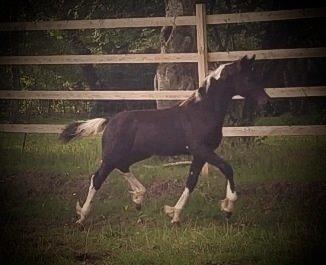 Barockpinto Freikje Fan Stald Barok 1. pr. CHAMPION 2013 billede 19