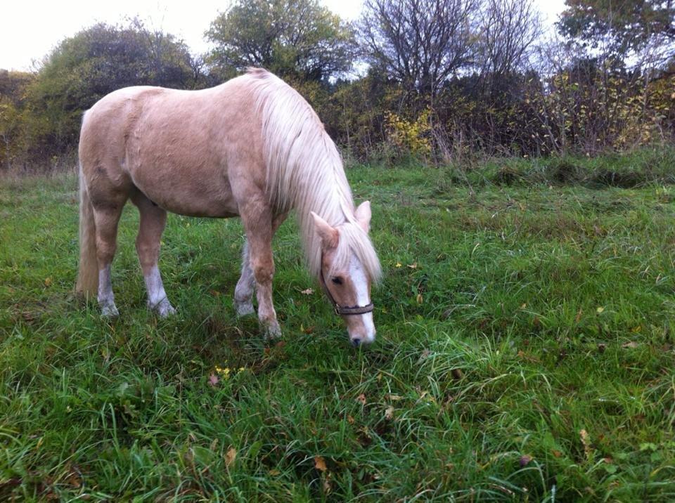 New Forest R.I.P. Remontes Copa Cabana - Cabana okt 13 billede 3