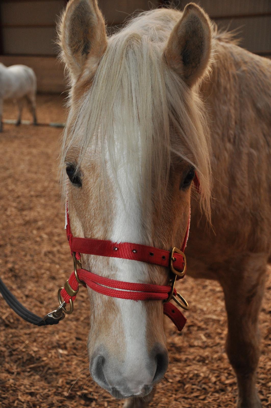 New Forest R.I.P. Remontes Copa Cabana billede 7