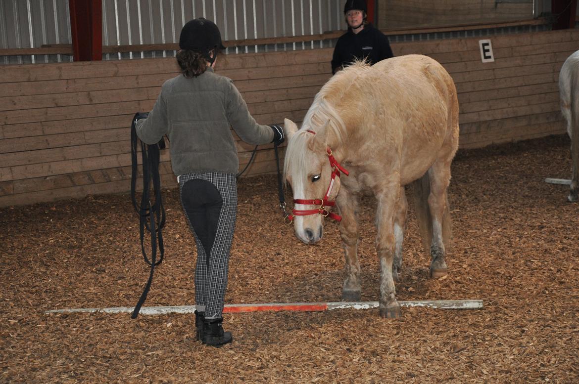 New Forest R.I.P. Remontes Copa Cabana billede 6