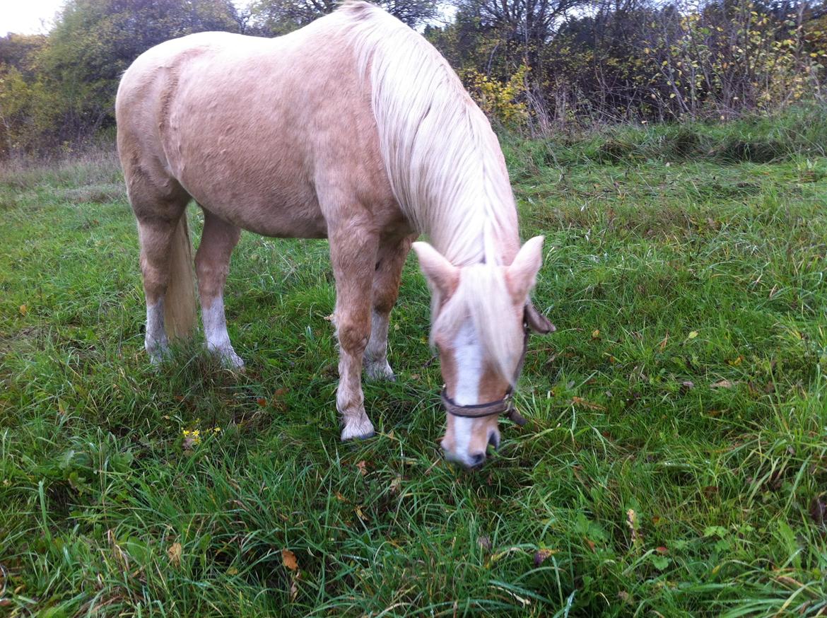 New Forest R.I.P. Remontes Copa Cabana billede 4