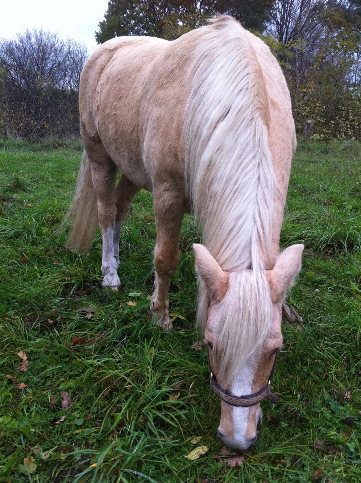 New Forest R.I.P. Remontes Copa Cabana billede 5