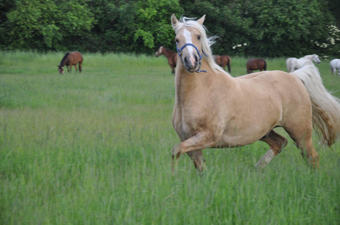 New Forest R.I.P. Remontes Copa Cabana billede 1