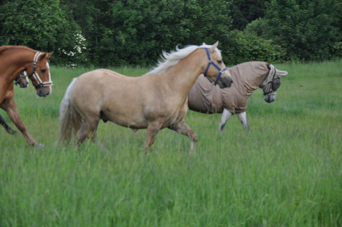 New Forest R.I.P. Remontes Copa Cabana billede 2