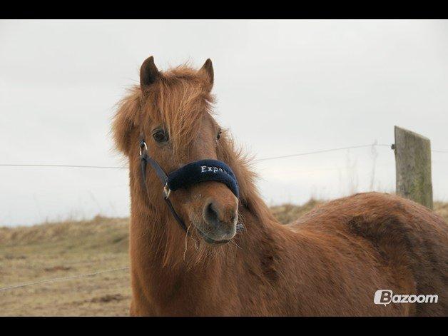 Islænder Musse billede 17