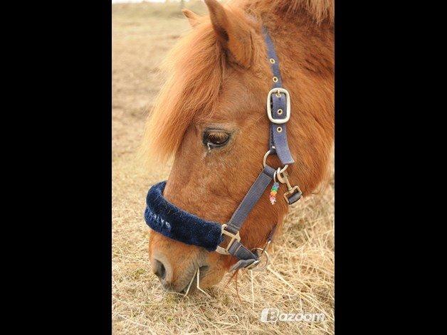 Islænder Musse billede 18