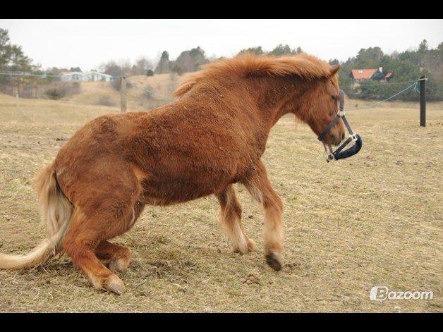 Islænder Musse billede 19