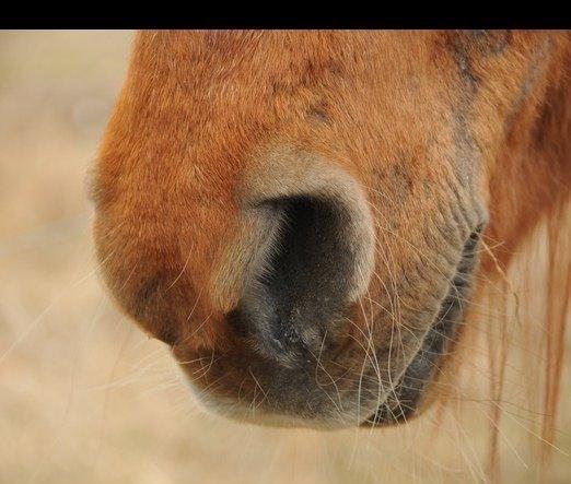 Islænder Musse billede 20