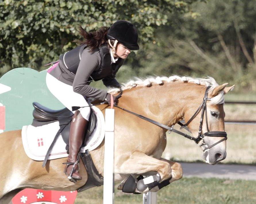 Haflinger Nordan`s Aurora *EM GULD* billede 25