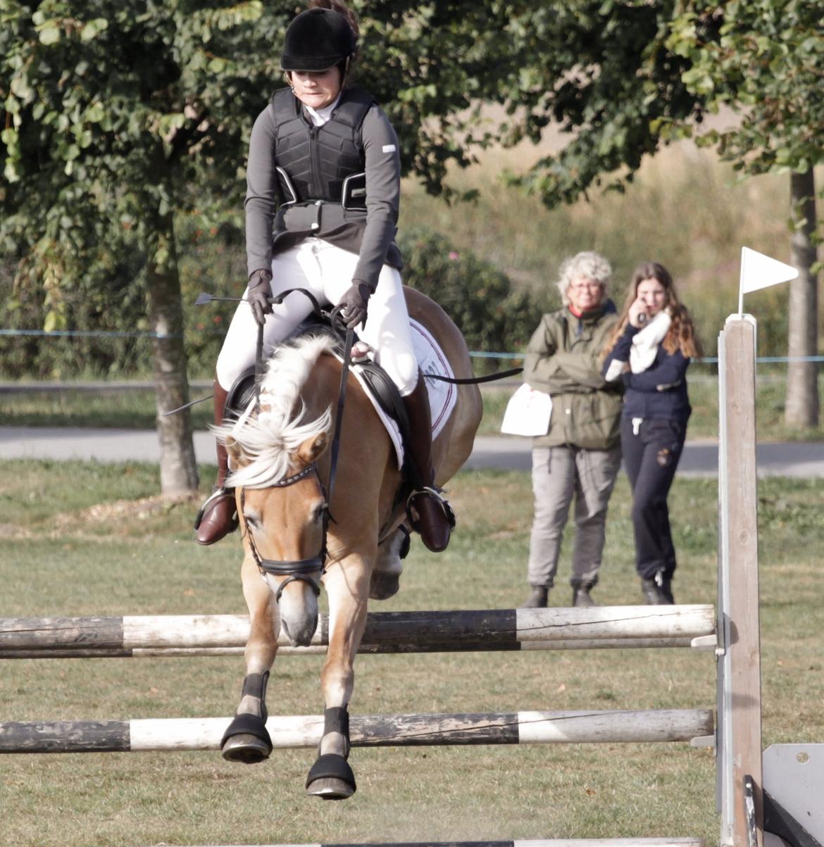 Haflinger Nordan`s Aurora *EM GULD* billede 28