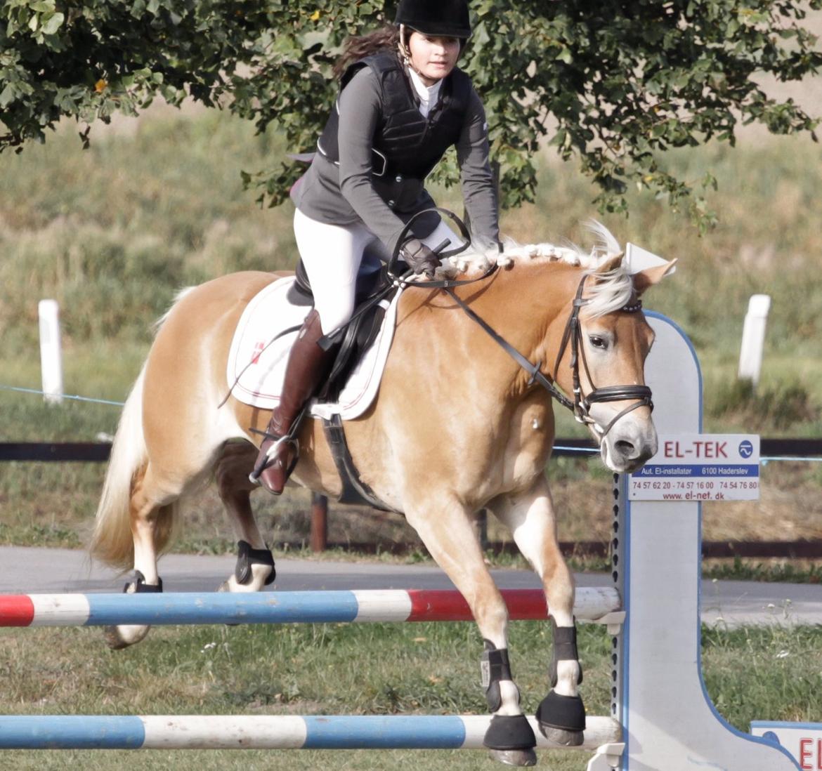 Haflinger Nordan`s Aurora *EM GULD* billede 29