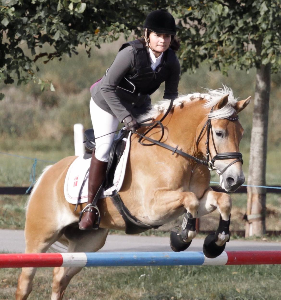 Haflinger Nordan`s Aurora *EM GULD* billede 30