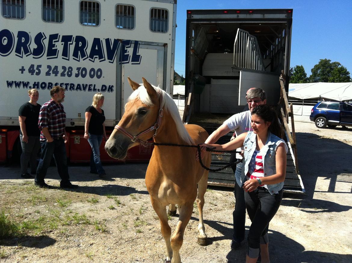 Haflinger Nordan`s Aurora *EM GULD* billede 32