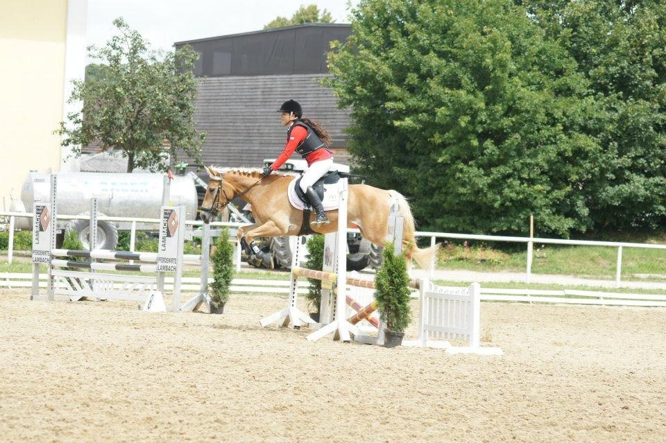 Haflinger Nordan`s Aurora *EM GULD* billede 34