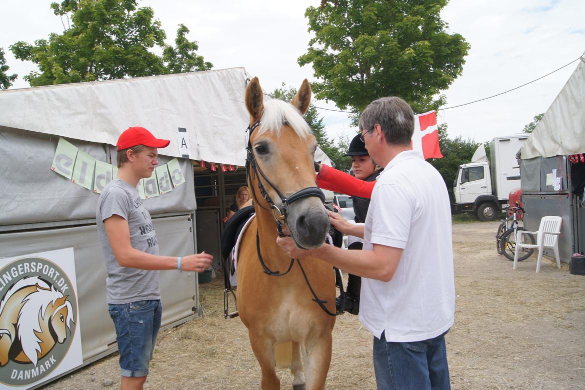 Haflinger Nordan`s Aurora *EM GULD* billede 37