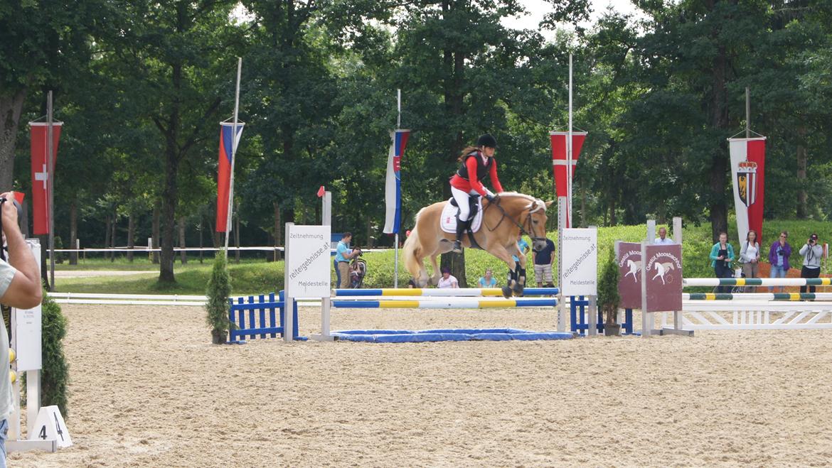 Haflinger Nordan`s Aurora *EM GULD* billede 38