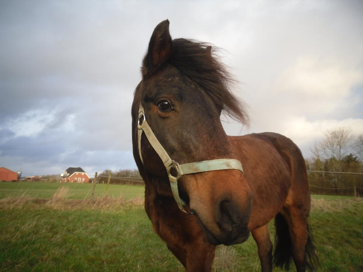 New Forest Ambrosius ak. Oliver :-) - Smukke ollie :-) billede 1