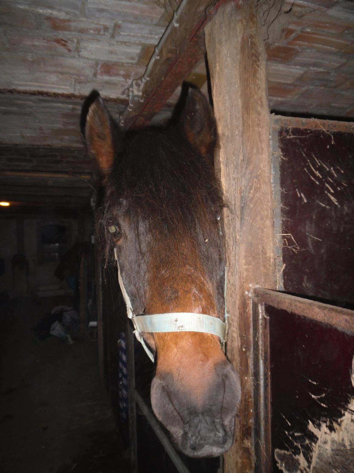 New Forest Ambrosius ak. Oliver :-) - "har du mad med ?? " billede 2