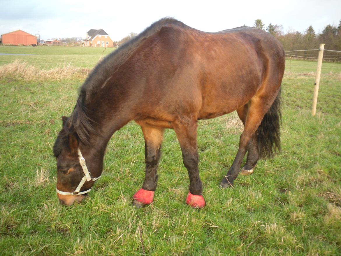 New Forest Ambrosius ak. Oliver :-) billede 3