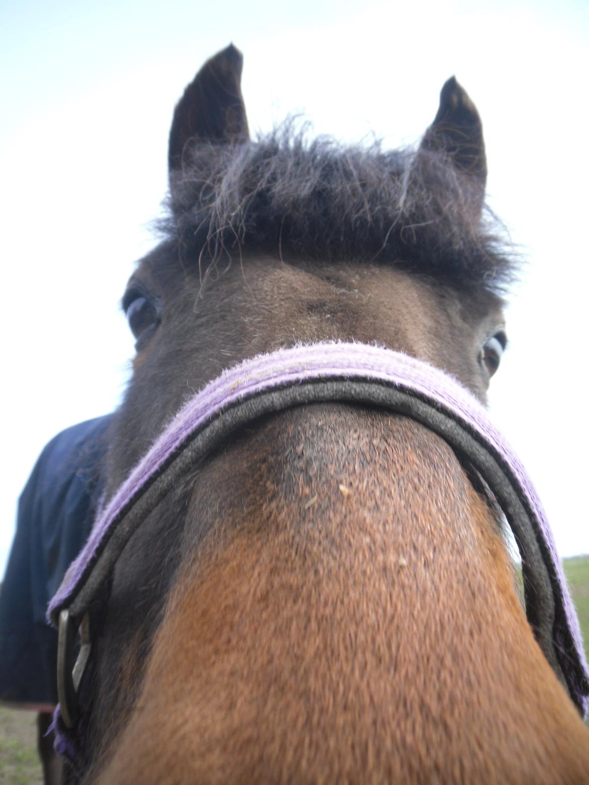 New Forest Ambrosius ak. Oliver :-) - ..man er vel nysgerrig!! billede 6