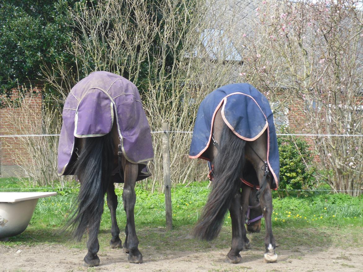 New Forest Ambrosius ak. Oliver :-) - Når enden er god er altid godt :-) billede 7