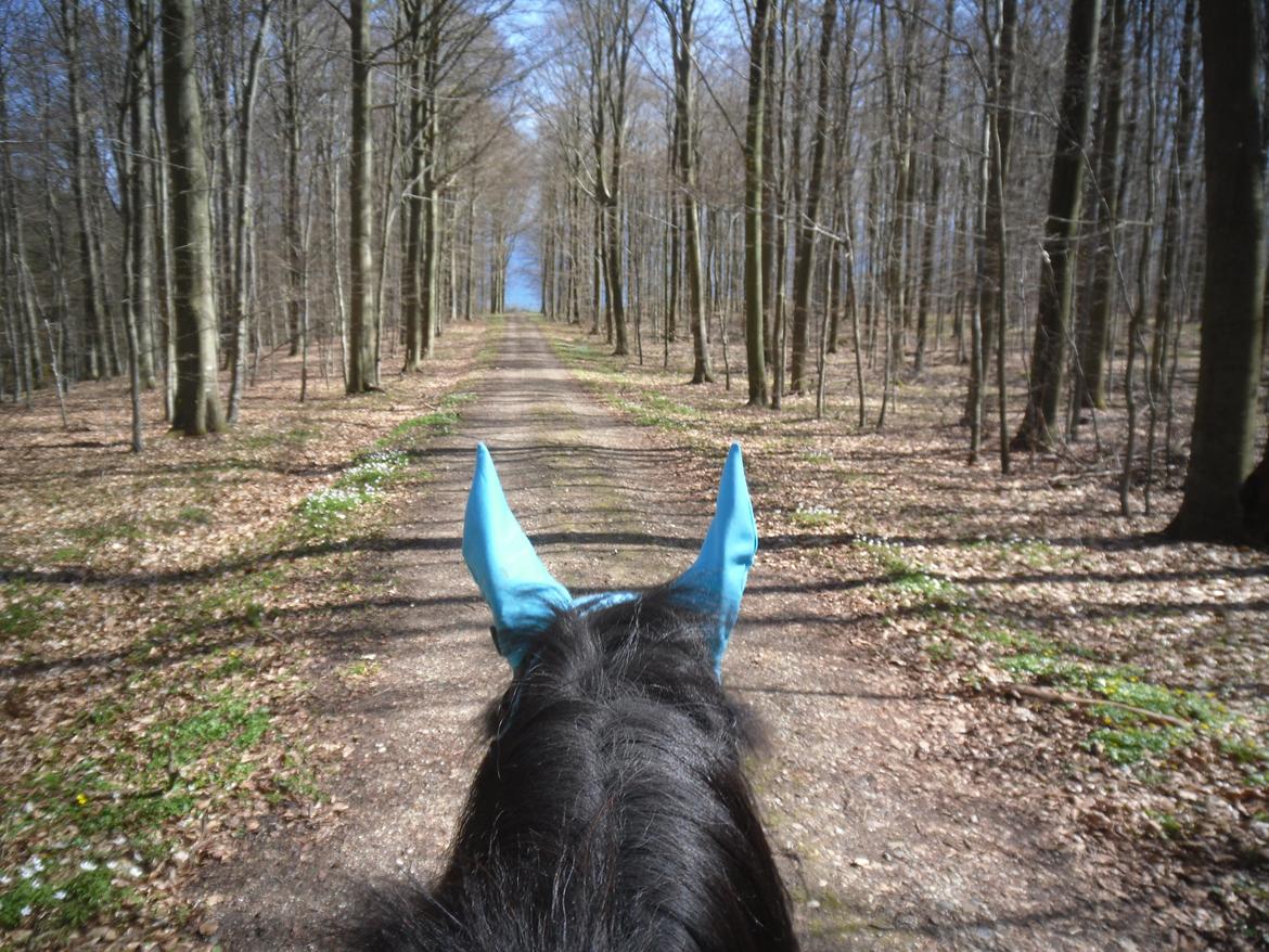 New Forest Ambrosius ak. Oliver :-) - ollie på skovtur. billede 9