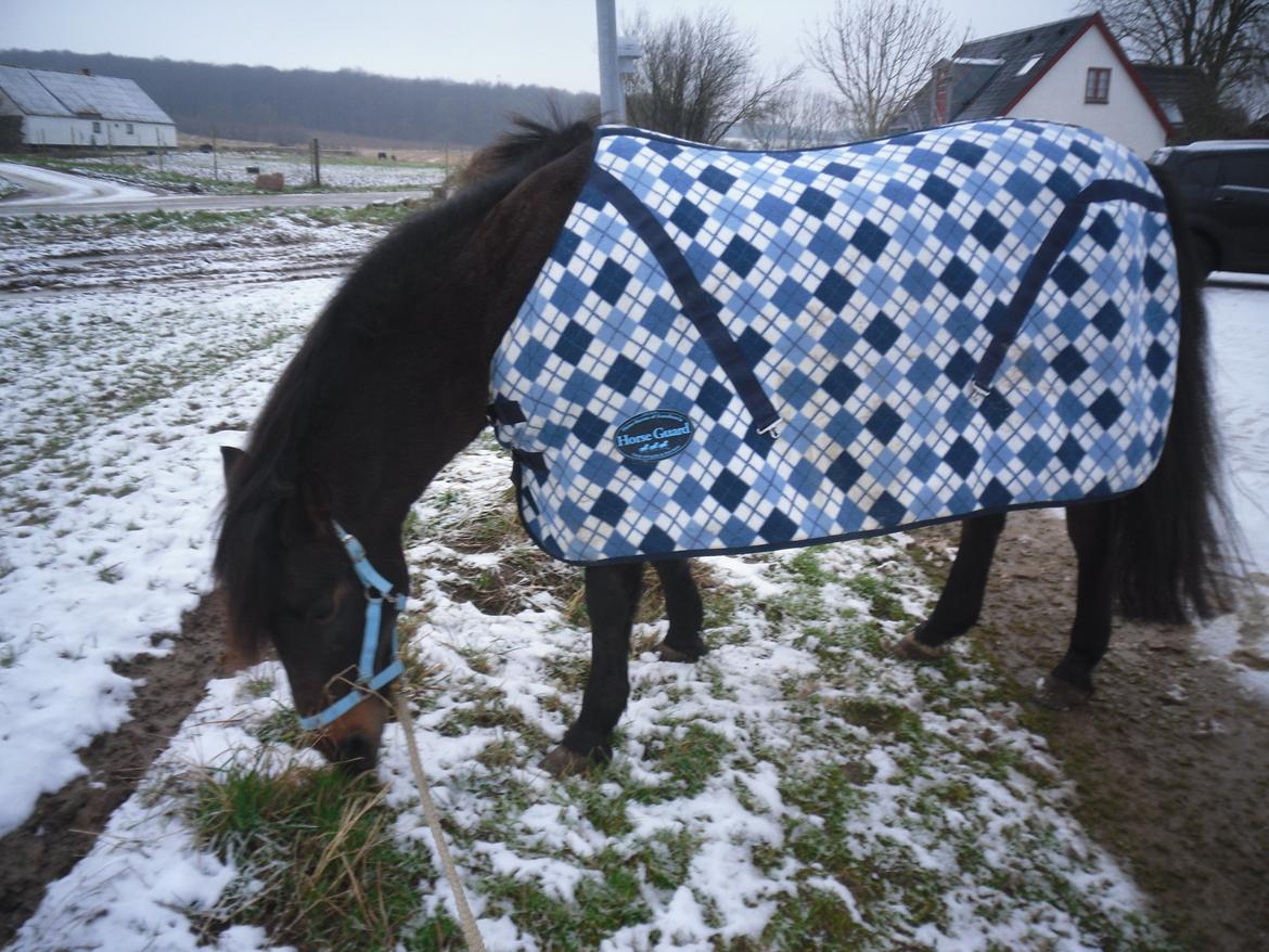 New Forest Ambrosius ak. Oliver :-) - Første besøg hos Oliver. billede 12