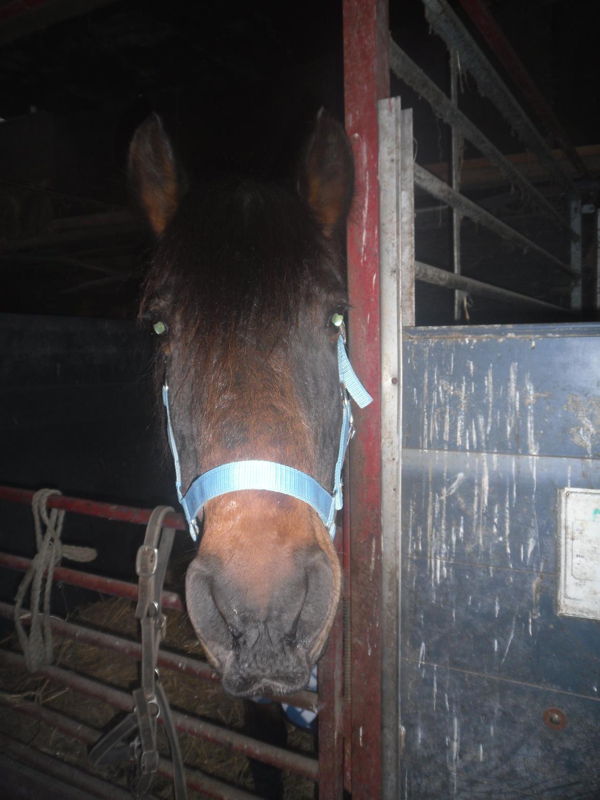 New Forest Ambrosius ak. Oliver :-) - "tag mig med hjem" billede 13