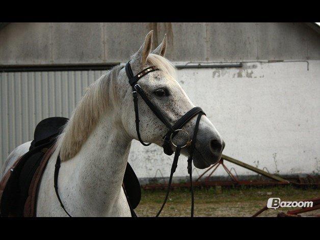 Anden særlig race Gadehøjs Caridee Himmelhest - Lånt af tidligere ejer billede 16