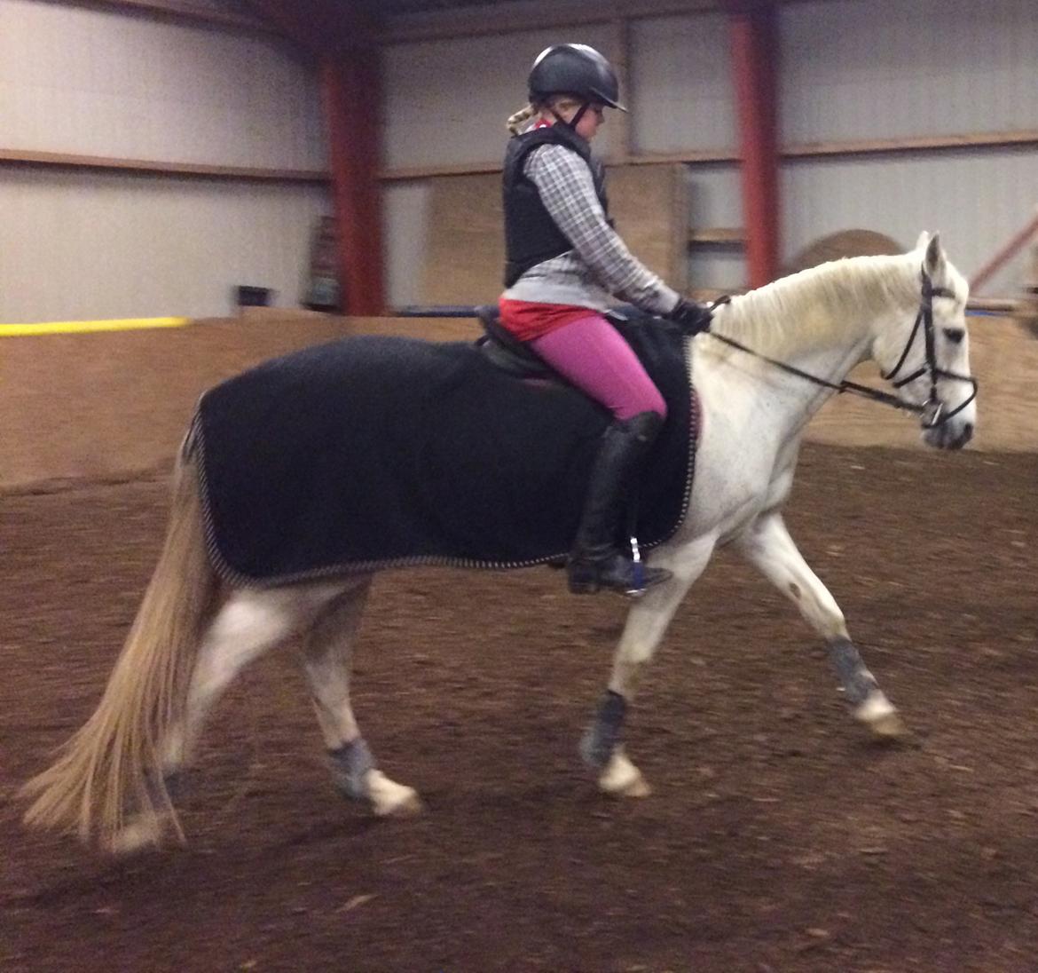Anden særlig race Gadehøjs Caridee Himmelhest - Første gang jeg rider hende efter hun blev min billede 2