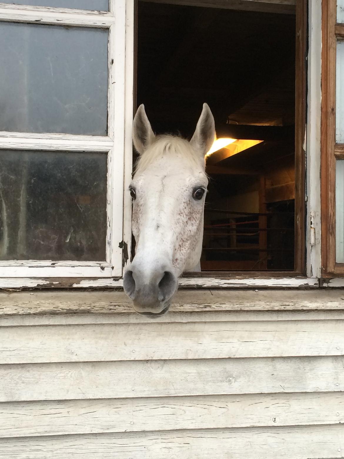 Anden særlig race Gadehøjs Caridee Himmelhest billede 3