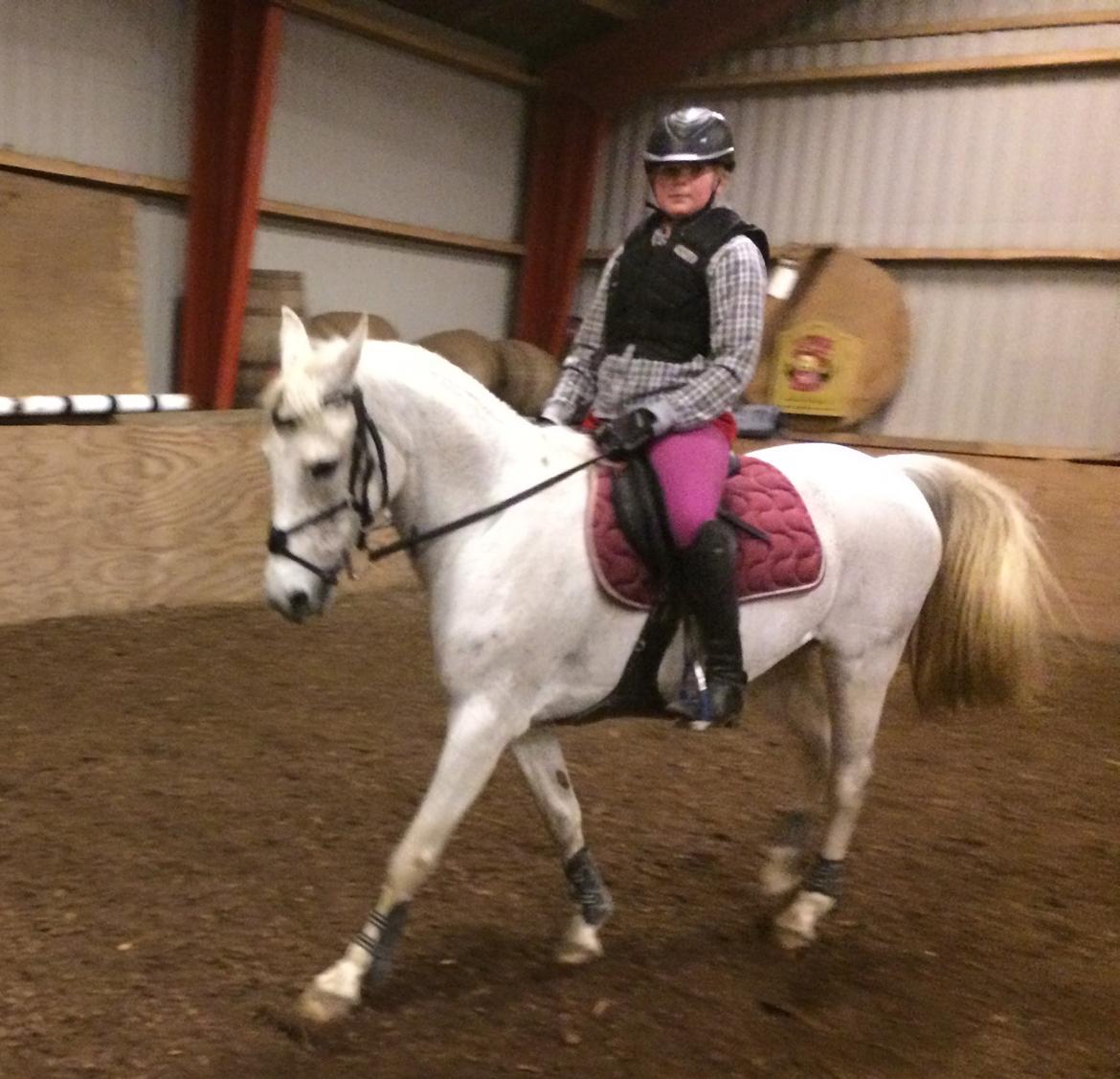 Anden særlig race Gadehøjs Caridee Himmelhest billede 4