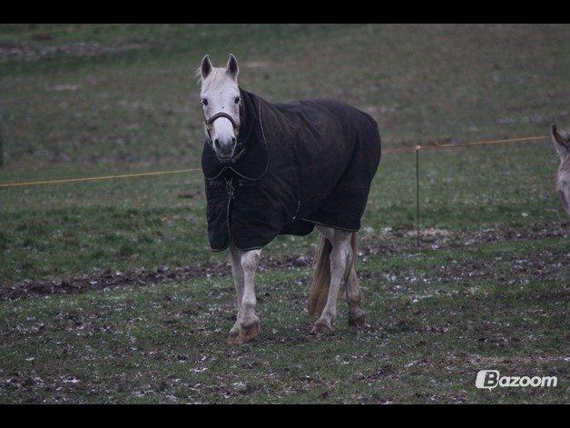 Anden særlig race Gadehøjs Caridee Himmelhest - Lånt af tidligere ejer billede 5